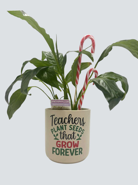 Teacher Plant